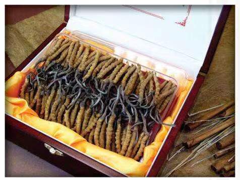 阜宁冬虫夏草回收